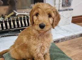 LAST Fox Red Girl! LAST 2 GOLDENDOODLE BOY PUPPIES