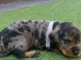 Beautiful miniature Schnoxie