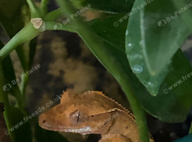 Crested geckos
