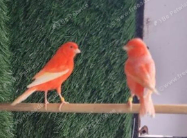 Red Lipochrome Canaries for Sale - Stunning Colour