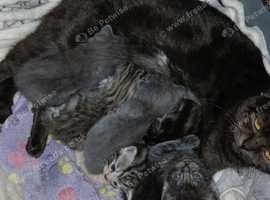 British Shorthair X