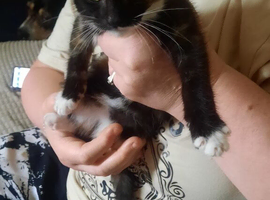 3 kittens left to go to their new families