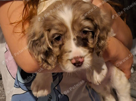 Sprocker puppies