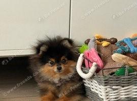 6month old male pomeranian kc