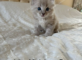 Minks, Solids and Traditonal kittens available