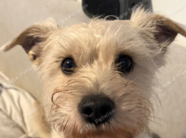 Mini schnauzer cross Chihuahua