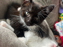 3 beautiful male kittens ready now