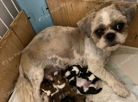 Shih Tzu puppy's