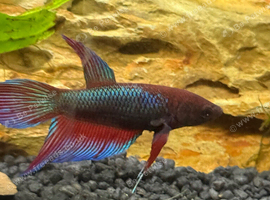Female betta