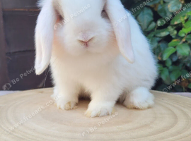 Mini lop bunnies & adults available