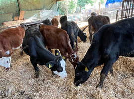 Angus and Herefords