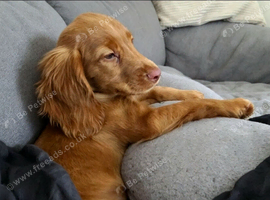 RED COCKER SPANIEL