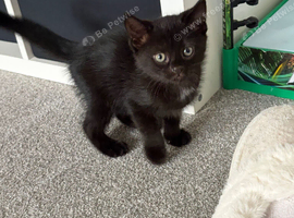 2 Black kittens