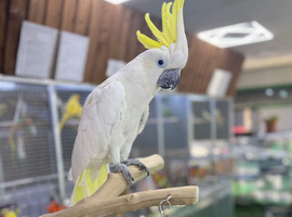 Sulphur crusted cockatoo