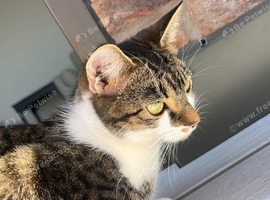 2 years old short haired tabby for sale.