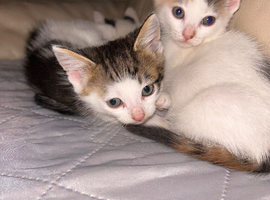 Beautiful kittens ready.