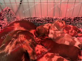 Adoreable Dapple smooth haired Dachshund puppies.
