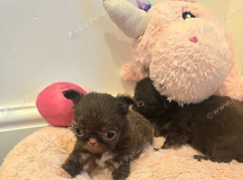 Quality chihuahua longcoat chocolate puppies