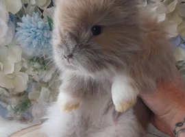 Pedigree English Angora Boy
