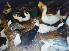 this years birds