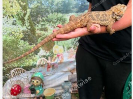 Female bearded dragon