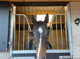 Ouzo Ex racer TB heavily reduced