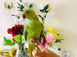 Hand Tamed/ Untamed Ringneck available for Sale