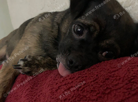 Theo - 4-Year-Old Male Pugalier Looking for His Forever Home