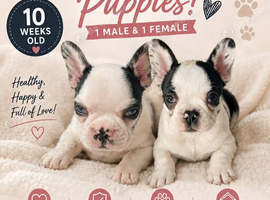 2 French bull dog puppies 1x male 1x female