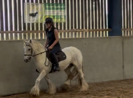 Family pony