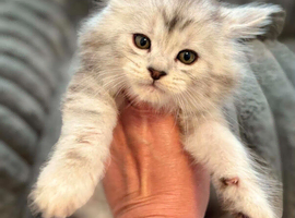 Mainecoon kitten silver tabby large cat Maine coon
