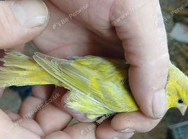 YELLOW SISKIN GREEN SISKIN HYBRID
