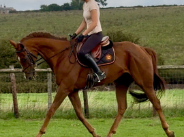 Gorgeous 5yr old tb gelding