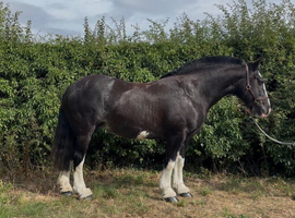 Duchess 14.2hh cob mare