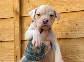 NEBBR Puppies.