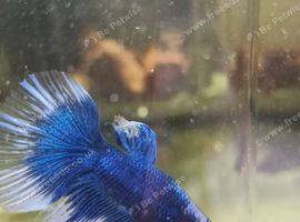 Male Betta Half Moon