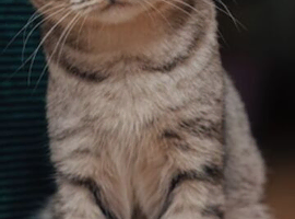Molly grey  tabby  British shorthaired girl