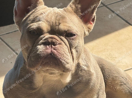 Female frenchie