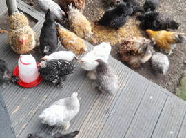 Bantam chickens