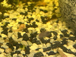 Baby bristlenose plecos