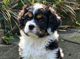 American cockerpoo f1b puppies