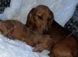 Dachshunds puppy&rsquo;s