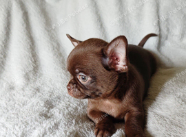 4, Tiny Stunningly Beautiful Chihuahua Boys