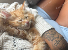 Ginger fluffy kitten