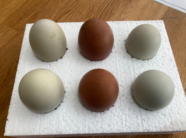 Hatching eggs Black Copper Maran X Olive egger