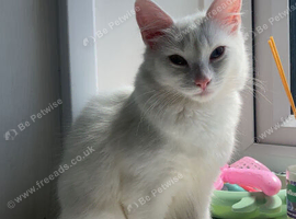 Maine coone x Turkish angora
