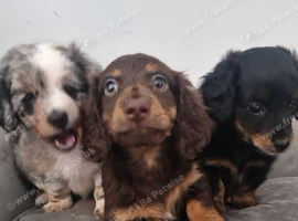Mini dachshund ready now