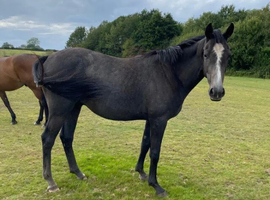 Beautiful Pony Prospect Seeking a Loving Home