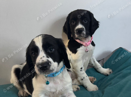 Springer Spaniel Puppies