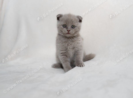 Beautiful Scottish Fold Kittens &ndash; &pound;650 Each